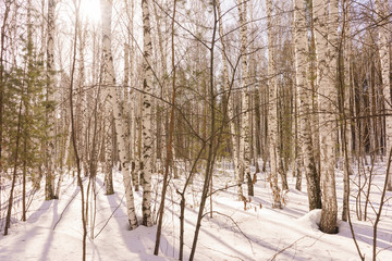 Winter Birch Wood