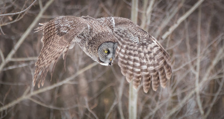 Great Grey owl in flight