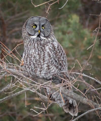 Great Grey Owl