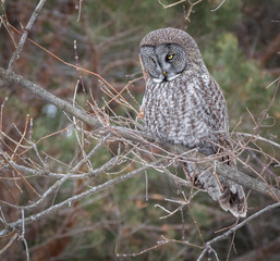 Great Grey Owl