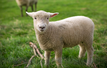 Naklejka na ściany i meble Sheep, New Zealand 