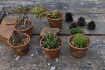 plants in pot