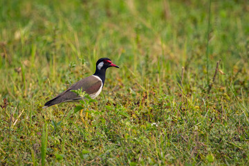 Image of red-wattled lapwing bird (Vanellus indicus) on green grass field.