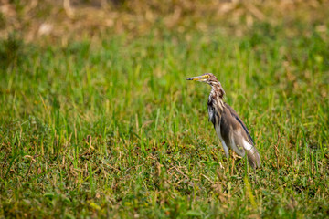 Image of Chinese Pond Heron (Ardeola bacchus) on green grass field. Bird