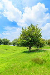 Fototapeta na wymiar Green grass and sky in the summer