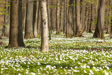 thimbleweeds in forest