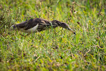 Image of Chinese Pond Heron (Ardeola bacchus) on green grass field. Bird
