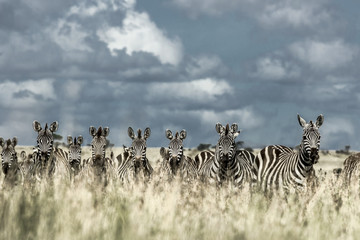 Herd of zebra in the wild savannah, Serengeti, Africa - obrazy, fototapety, plakaty