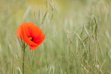 poppy in smooth light