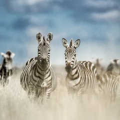 Papier Peint photo Zèbre Herd of zebra in the wild savannah, Serengeti, Africa
