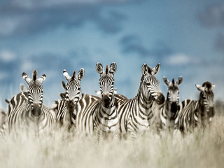 Herd of zebra in the wild savannah, Serengeti, Africa
