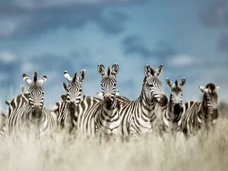 Gordijnen Kudde zebra& 39 s in de wilde savanne, Serengeti, Africa © Eric Isselée