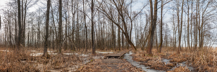 Spring landscape. panorama. An old wooden footpath through a swamp forest. early March