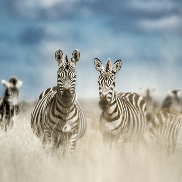 Fototapeta Herd of zebra in the wild savannah, Serengeti, Africa
