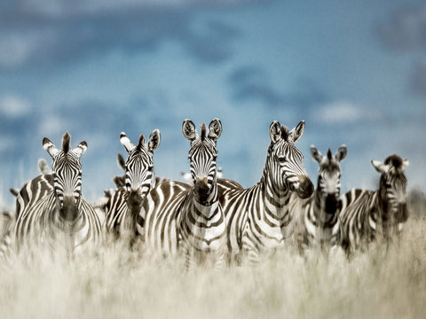 Fototapeta Herd of zebra in the wild savannah, Serengeti, Africa
