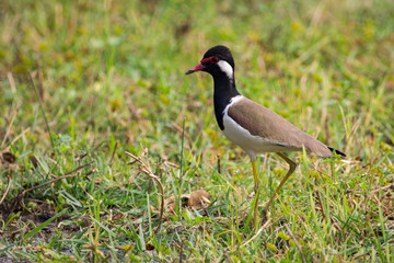 Image of red-wattled lapwing bird (Vanellus indicus) on green grass field.