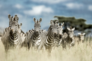Fototapeta na wymiar Herd of zebra in the wild savannah, Serengeti, Africa
