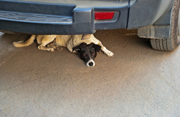 Stray dog resting under the car