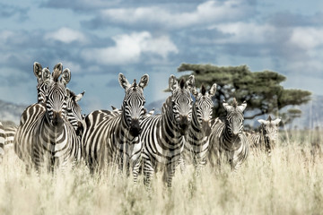 Herd of zebra in the wild savannah, Serengeti, Africa