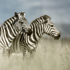 Fototapeta na wymiar Two zebras in the savannah, Serengeti, Africa