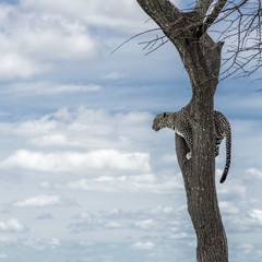 Obraz premium Leopard on a tree in Serengeti National Park
