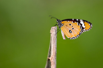 Fototapeta na wymiar Image of butterfly on nature background. (Common tiger butterfly) Insect Animals.