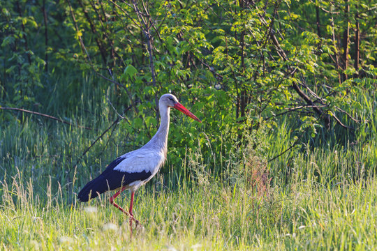 White stork back from winter migration