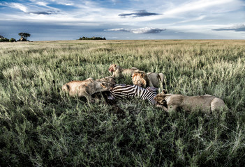 Male and female lions eating zebras in Serengeti National Park