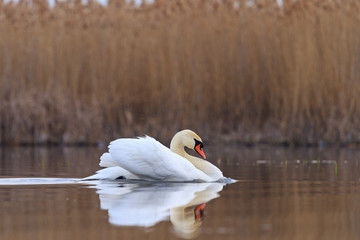 White swan in the foggy lake