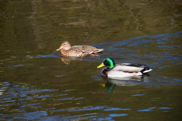 couple de colvert nageant sur l'eau 