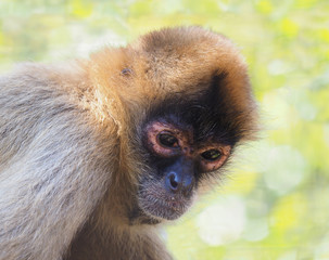 Portrait of a Black Handed Spider Monkey