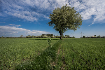 Fototapeta na wymiar Lonely tree among the fields