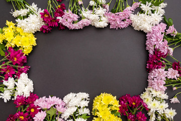 colorful chrysanthemum on black background