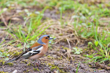 chaffinch sits on the grass in the garden