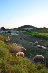 Obraz premium Patara en Turquie