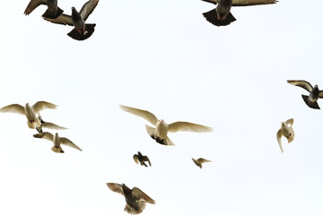 flock of doves flying in the forehead