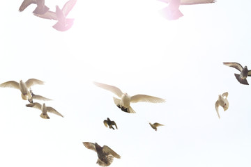 flock of doves flying in the forehead with sunny hotspot
