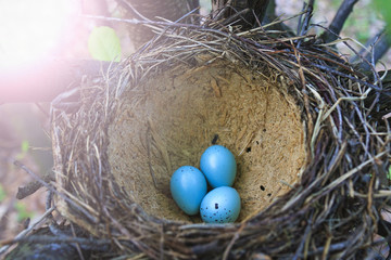 fieldfares nest with blue eggs