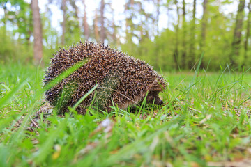 European hedgehog hiding among green grass
