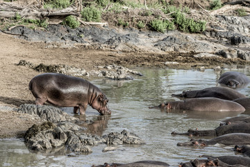 Hippopotamus drinking in river in Serengeti National Park