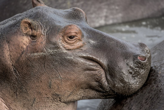Close-up of an Hippopotamus  in Serengeti National Park