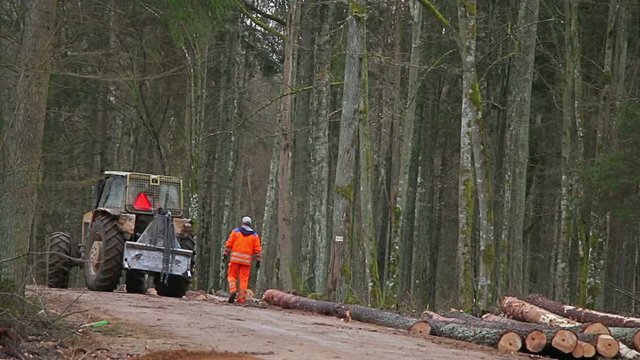 Forest workers with heavy machinery tractor logging old trees. Heavy loader forestry work.