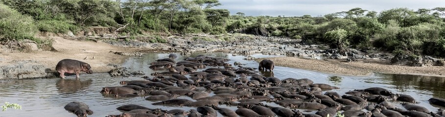Hippopotamus in the river in serengeti, Africa