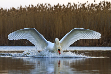 sacred white swan with outstretched wings