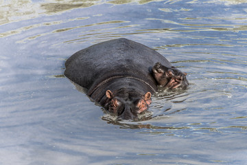 Hippopotamus and calf swimming in river in Serengeti National Pa
