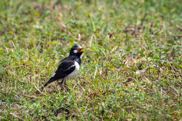 Image of bird (Asian Pied Starling) on green grass field.