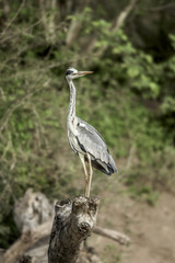 Grey heron in Serengeti, Africa