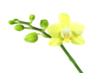 First Bloom of a Yellow Orchid Isolated on White
