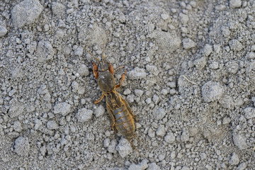 Gryllotalpa gryllotalpa on the ground