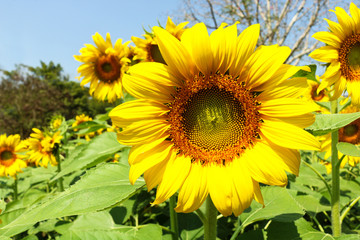 Sunflowers garden. Sunflowers have abundant health benefits. Sunflower oil improves skin health and promote cell regeneration.
